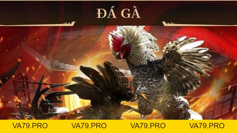 Kinh Nghiệm Bắt Kèo Đá Gà Cựa Sắt Nắm Chắc Phần Thắng tại King88 - Va79