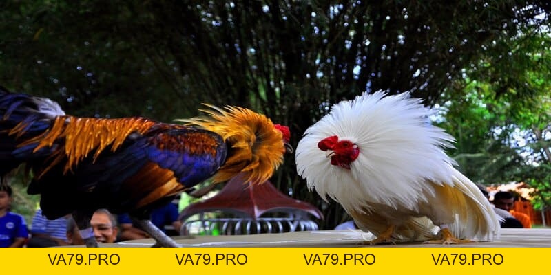 Cách Đá Gà SV128 King88 - Thắng Lớn Kiếm Tiền Nhanh - Va79