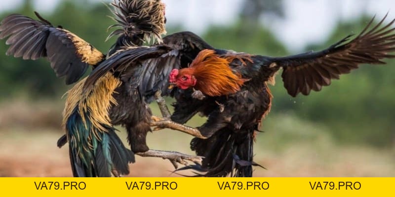 Mẹo Chọn Tướng Gà Đá Chuẩn Dành Cho Dân Sành Gà Chọi - Va79