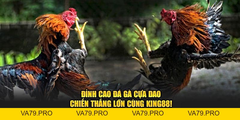 Đá Gà Cựa Dao – Kinh nghiệm đá gà bách chiến bách thắng - Va79