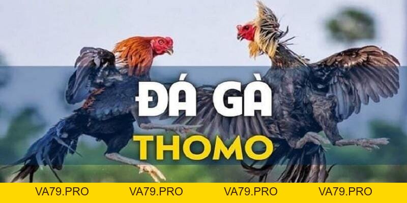 Đá Gà Thomo Là Gì? Luật Chơi Đá Gà Chuẩn Tại KING88 - Va79