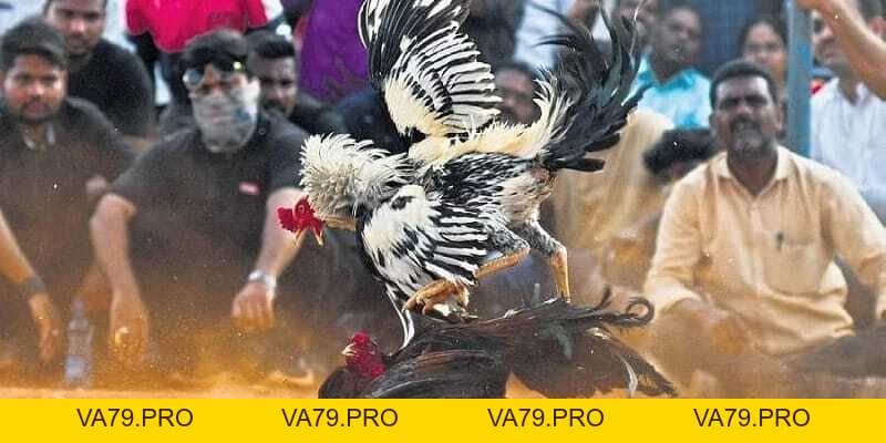 Đá Gà Thomo Là Gì? Luật Chơi Đá Gà Chuẩn Tại KING88 - Va79