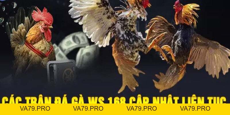 Đá Gà WS168 King88 – Đấu Trường Online Số 1 - Va79
