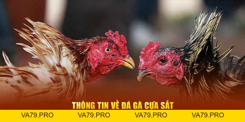 Đá Gà Cựa Sắt Đỉnh Cao - Bí Quyết Thắng Lớn Cho Cao Thủ - Va79