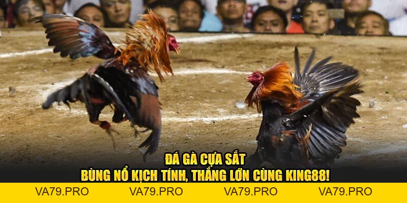 Kinh Nghiệm Bắt Kèo Đá Gà Cựa Sắt Nắm Chắc Phần Thắng tại King88 - Va79